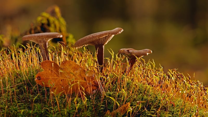 Moss Placement