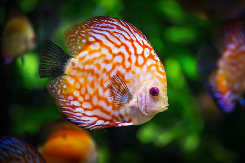 Koi Pond